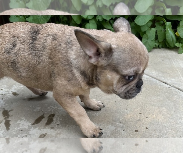 Medium Photo #3 French Bulldog Puppy For Sale in DISCOVERY BAY, CA, USA