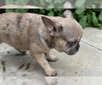 Small Photo #3 French Bulldog Puppy For Sale in DISCOVERY BAY, CA, USA