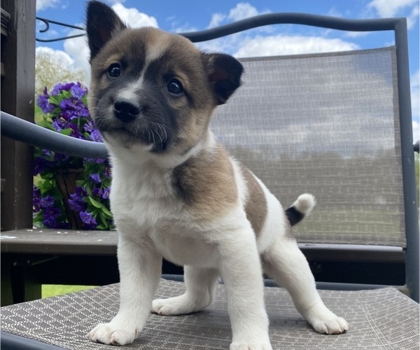 Medium Photo #4 Alaskan Husky-Border Collie Mix Puppy For Sale in RICHMOND, MI, USA