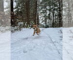 Small #9 Coonhound-Rhodesian Ridgeback Mix