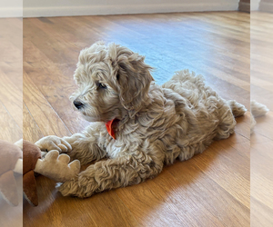 Goldendoodle (Miniature) Puppy for sale in ROY, UT, USA