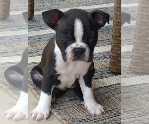 Boston Terrier Puppy for sale in LUBBOCK, TX, USA