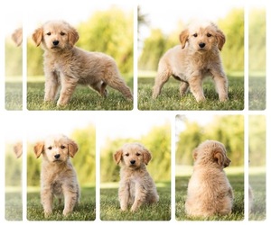 Golden Retriever Puppy for sale in MENTONE, IN, USA