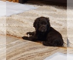 Small Photo #14 Cocker Spaniel Puppy For Sale in FORSYTH, GA, USA