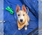 Small #8 American Pit Bull Terrier-Chihuahua Mix