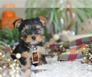 Yorkshire Terrier Dog for Adoption in PEMBROKE PINES, Florida USA