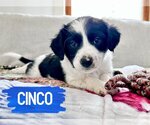 Small Photo #6 Mutt Puppy For Sale in Fenton, MO, USA