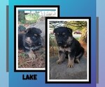 Small Photo #34 German Shepherd Dog Puppy For Sale in BROOKFIELD, MO, USA
