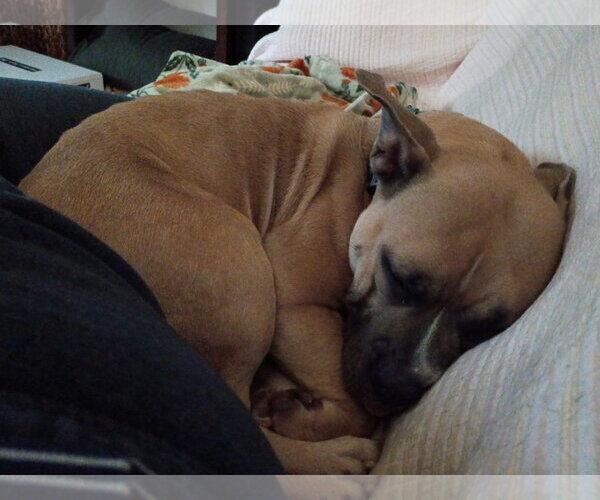 Medium Photo #5 American Staffordshire Terrier-Unknown Mix Puppy For Sale in Duluth, MN, USA