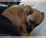 Small #4 American Staffordshire Terrier Mix