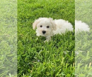 Bichpoo Puppy for sale in CANOGA, NY, USA