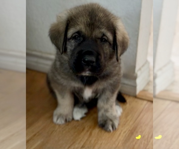 Medium Photo #31 Mastiff-Pyrenean Mastiff Mix Puppy For Sale in RHOME, TX, USA