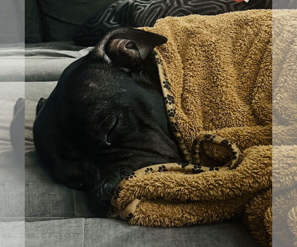 Medium Photo #2 American Pit Bull Terrier-Unknown Mix Puppy For Sale in Fargo, ND, USA