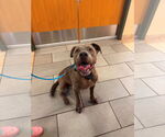 Small #3 American Pit Bull Terrier Mix