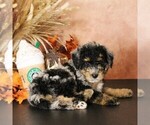 Puppy Star Bernedoodle (Miniature)