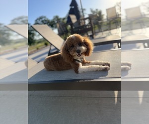 Mother of the Goldendoodle mix (+ Poodle Toy) puppies born on 07/14/2026