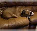 Small #4 Boxer Mix