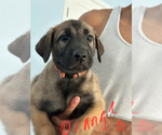 Puppy Puppy 3 Belgian Malinois-Boerboel Mix