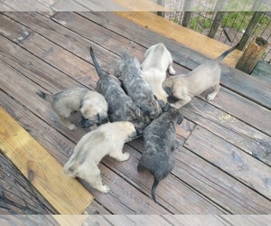 Daniff Puppy for sale in MARSHALL, AR, USA