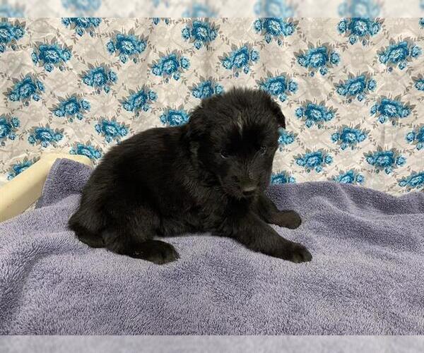 Medium Photo #1 Shollie Puppy For Sale in Modesto, CA, USA