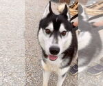 Small #4 Siberian Husky