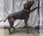 Small #2 Labrador Retriever Mix