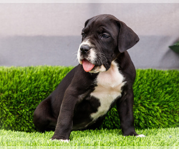 Medium Photo #136 Great Dane Puppy For Sale in WAKARUSA, IN, USA