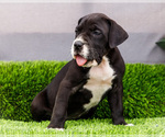 Small Photo #136 Great Dane Puppy For Sale in WAKARUSA, IN, USA