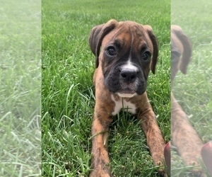 Boxer Puppy for sale in NOBLESVILLE, IN, USA