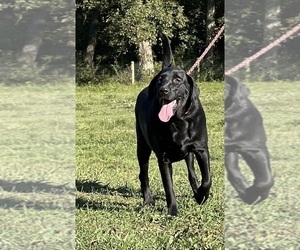 Mother of the Labrador Retriever puppies born on 03/11/2026