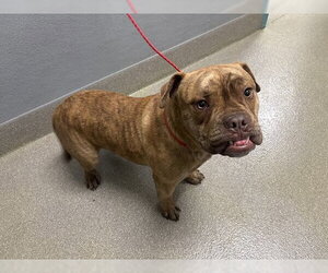 American Bulldog-Unknown Mix Dogs for adoption in Las Vegas, NV, USA