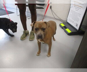 American Pit Bull Terrier Dogs for adoption in Ocala, FL, USA