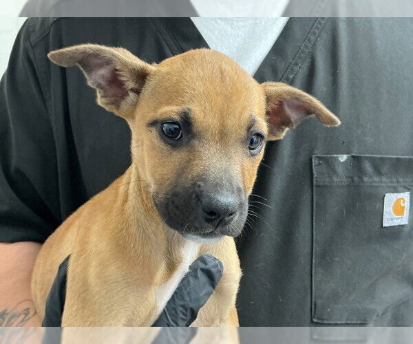 Medium Photo #1 Mastiff-Unknown Mix Puppy For Sale in San Bernardino, CA, USA