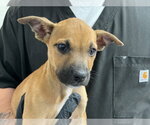 Small Mastiff Mix
