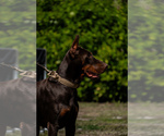 Small Photo #99 Doberman Pinscher Puppy For Sale in FORT LAUDERDALE, FL, USA