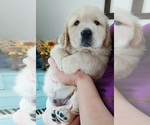 Small Photo #2 Golden Retriever Puppy For Sale in AUSTIN, TX, USA