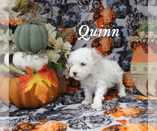 Medium Photo #4 Poodle (Toy) Puppy For Sale in CHANUTE, KS, USA