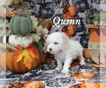 Small #3 Poodle (Toy)