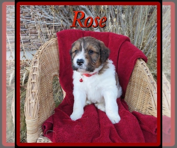 Medium Photo #1 Pyredoodle Puppy For Sale in PAYETTE, ID, USA