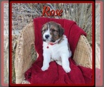 Small Photo #1 Pyredoodle Puppy For Sale in PAYETTE, ID, USA