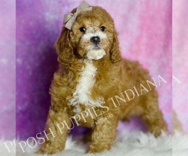 Medium Photo #60 Goldendoodle (Miniature) Puppy For Sale in WARSAW, IN, USA