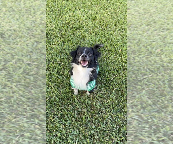 Medium Photo #5 Chilier Puppy For Sale in Orlando, FL, USA