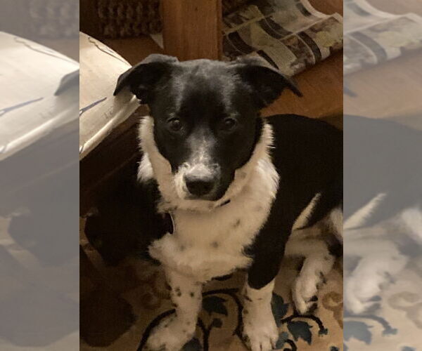 Medium Photo #12 Retriever -Unknown Mix Puppy For Sale in Greenbelt, MD, USA