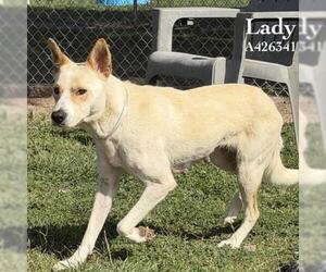 Labrador Retriever-Unknown Mix Dogs for adoption in Conroe, TX, USA