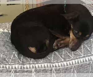 Chihuahua-Unknown Mix Dogs for adoption in Middlesex, NC, USA