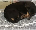 Small Chihuahua Mix