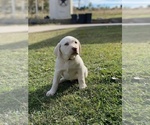 Small Photo #8 Labrador Retriever Puppy For Sale in EUSTACE, TX, USA