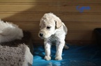 Small Photo #5 Goldendoodle Puppy For Sale in HUDSONVILLE, MI, USA