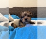Small Photo #15 Yorkshire Terrier Puppy For Sale in ORLANDO, FL, USA