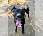 Small Photo #8 American Pit Bull Terrier-Labrador Retriever Mix Puppy For Sale in Brewster, NY, USA